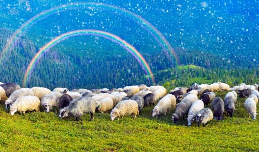 ovejas y pastor